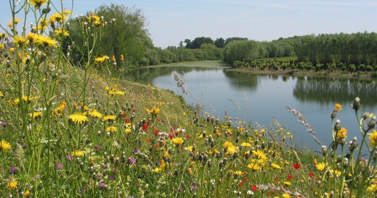 Boswachters leiden avondwandeling door uiterwaarden Waalbandijk | West Betuwe
