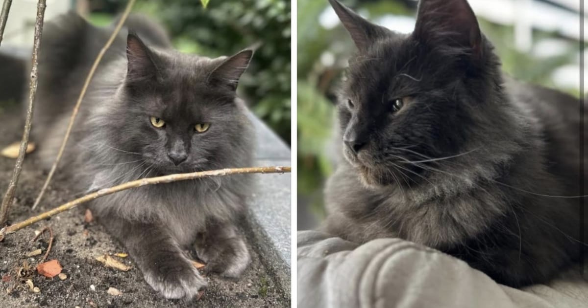 Heb jij Benz gezien? Dit huisdier wordt in Montfoort vermist