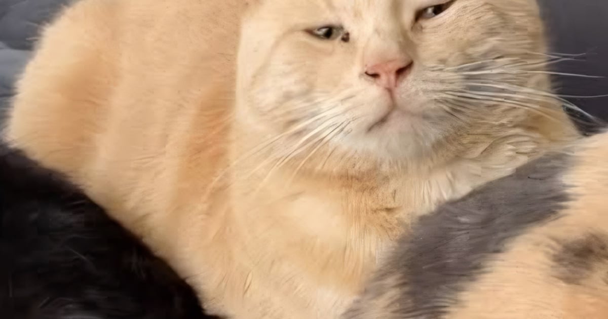 Heb jij Olaf gezien? Dit huisdier wordt in Overbetuwe vermist