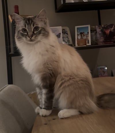 Heb jij Josje, Flynn of Snoes gezien? Deze drie huisdieren worden in Ede vermist