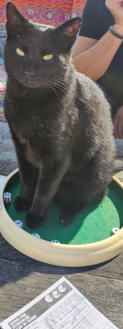 Have you seen Luke or Orion? Two pets missing in Haarlem