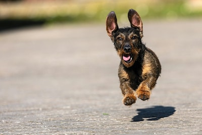 Hé, waarom lopen er vandaag zoveel honden in de Broederenstraat?