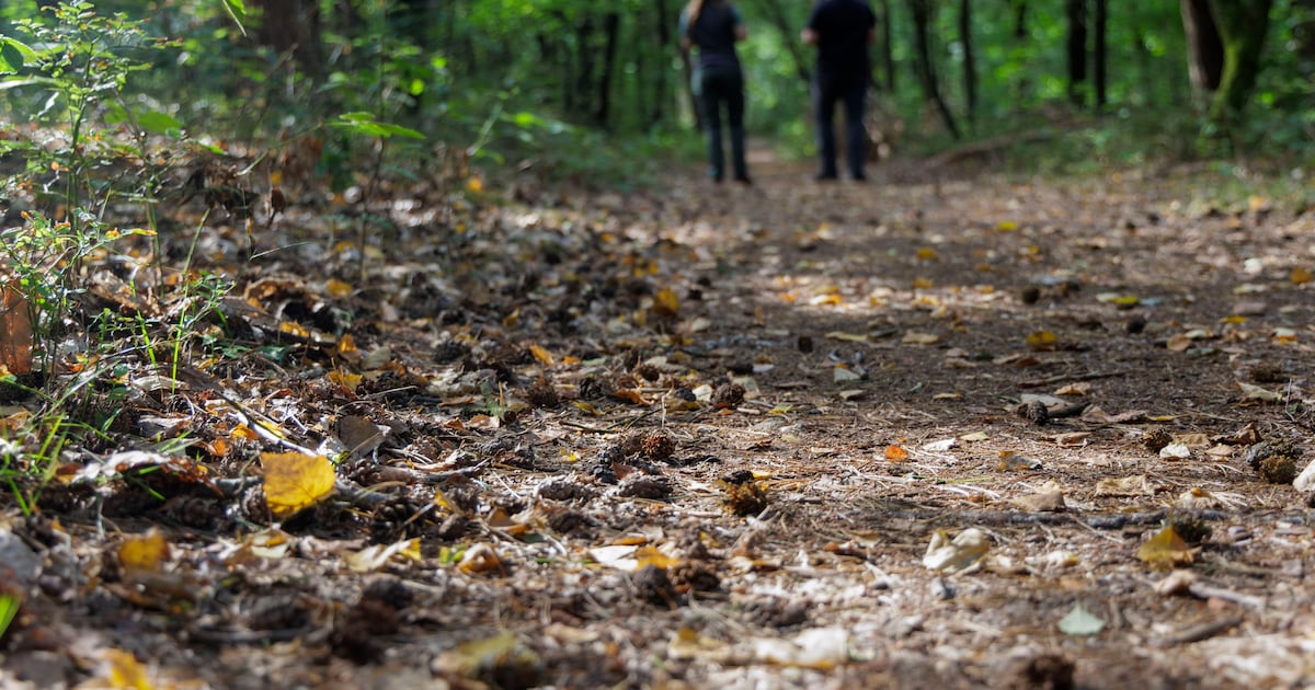Vledderbos bij Stadskanaal krijgt opknapbeurt voor karakteristieke lanen