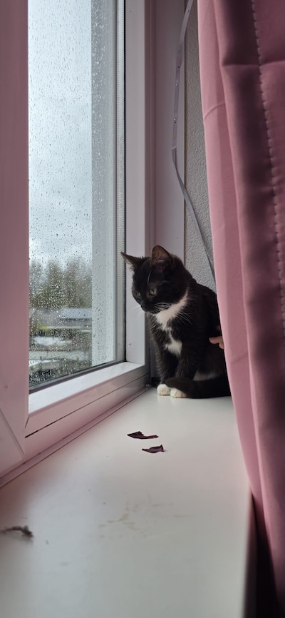 Heb jij Simba of Roky gezien? Deze twee huisdieren worden in Oss vermist