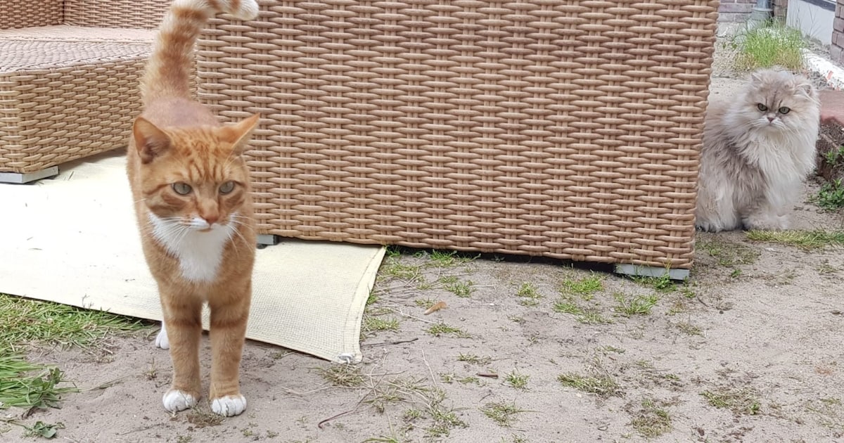 Heb jij Matsie, Max of Doerak gezien? Deze drie huisdieren worden in Voorschoten vermist