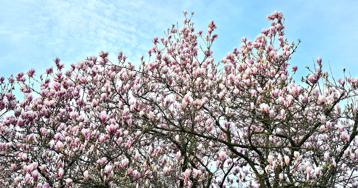 Bloesemwandeling bij De Buytenhof in Rhoon geopend