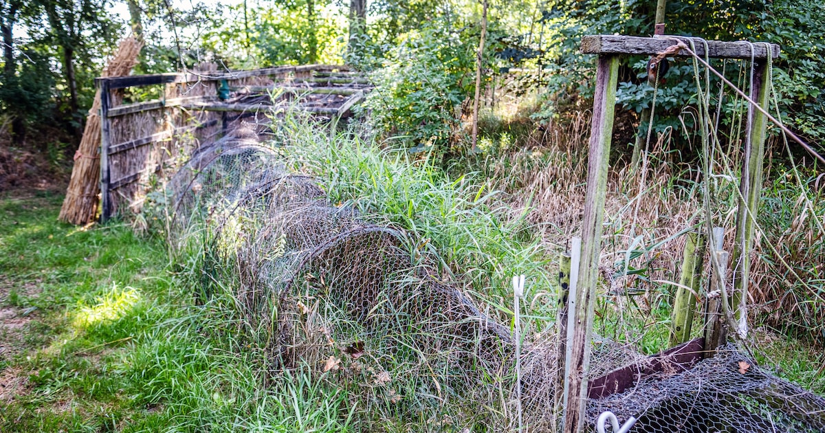 Het Beloken Land houdt dag rond eendenkooi in Montfoort