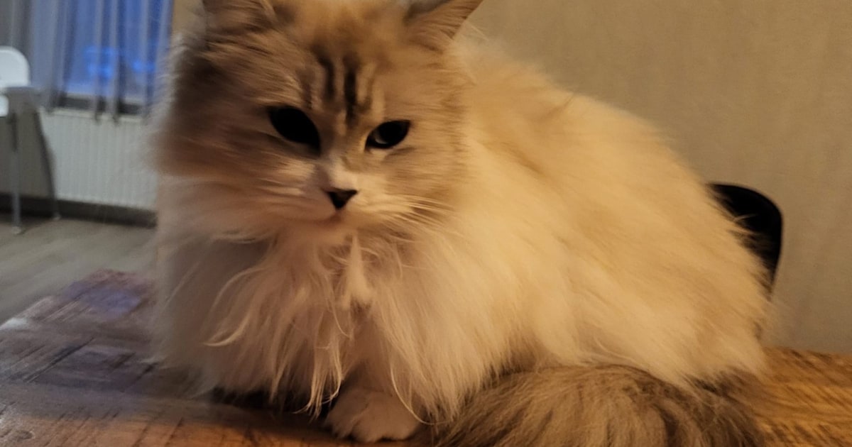 Heb jij Sammie gezien? Dit huisdier wordt in Noordenveld vermist