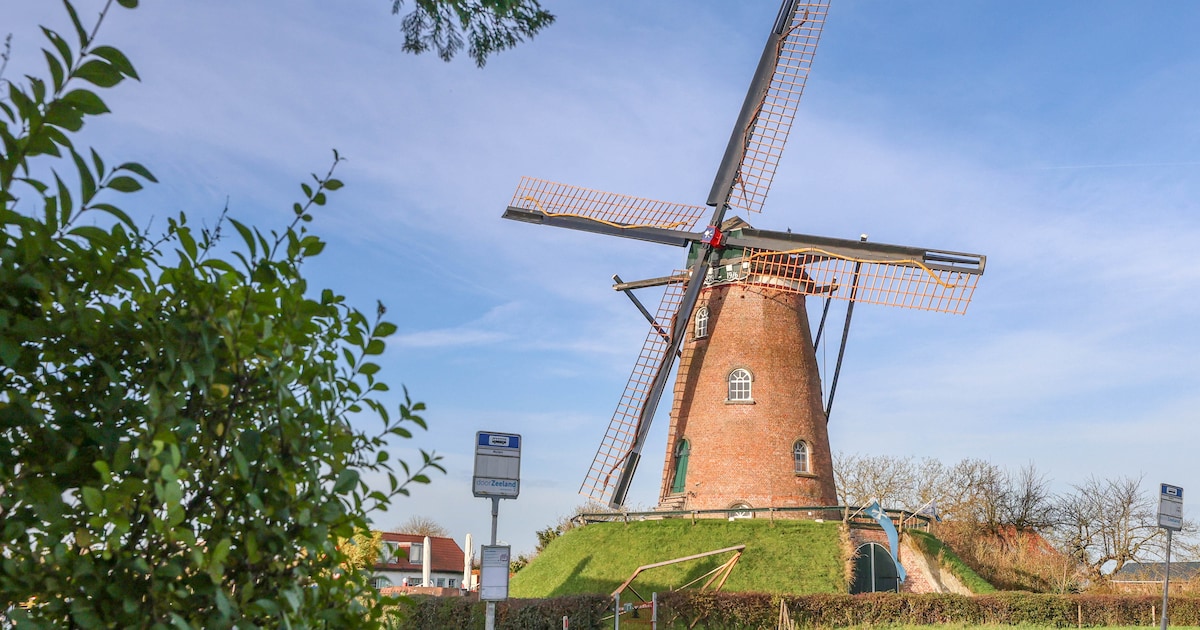 Molen Nooit Gedacht in Merselo opent voor Limburgse Molendag
