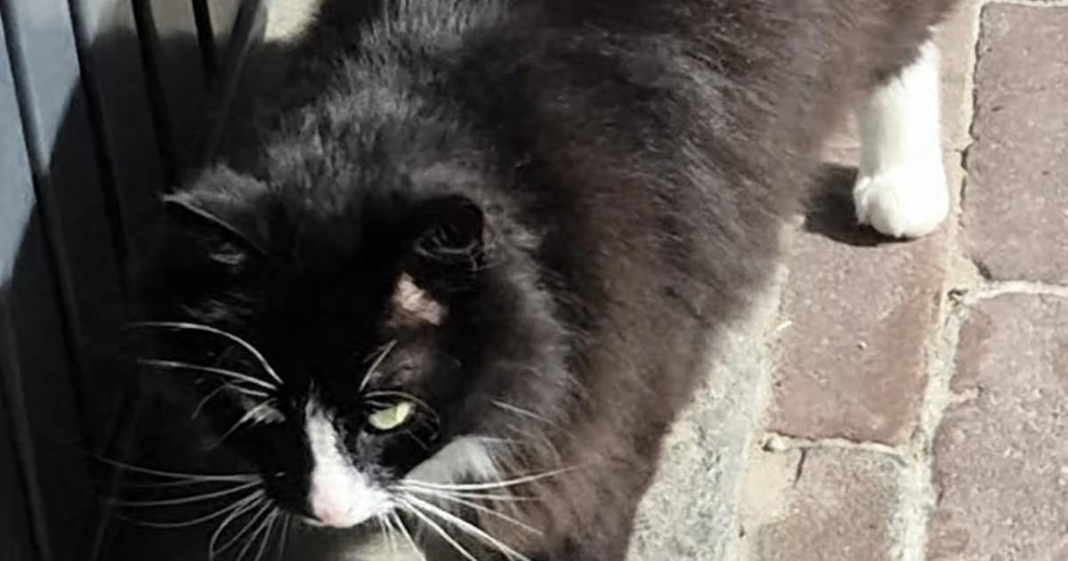 Heb jij Bobby of Donnie gezien? Deze twee huisdieren worden in Alkmaar vermist