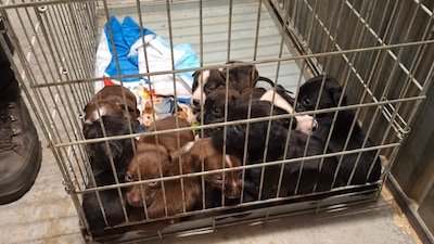 Twaalf honden weggehaald bij eigenaar in Nijmegen: ‘Huis ernstig vervuild’