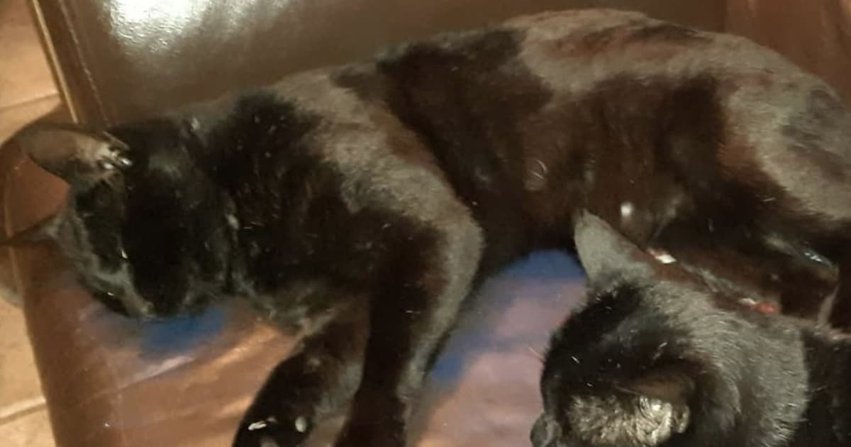 Heb jij Bibi of Pixel gezien? Deze twee huisdieren worden in Papendrecht vermist