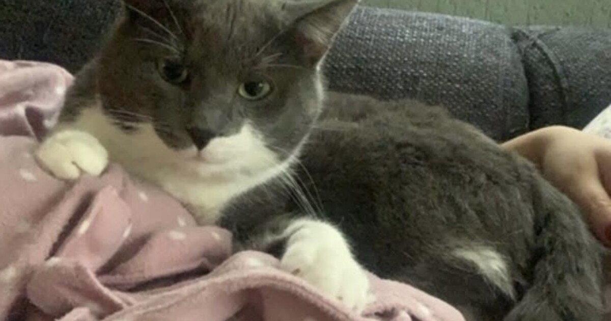 Heb jij Noodle of Elmo gezien? Deze twee huisdieren worden in Eemsdelta vermist