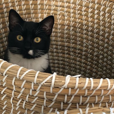 Heb jij Mickey, Pisilka of Logan gezien? Deze vier huisdieren worden in Apeldoorn vermist