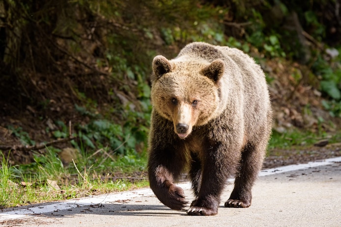 een-beer-in-de-roemeense-bossen-beeld-ter-illustratie
