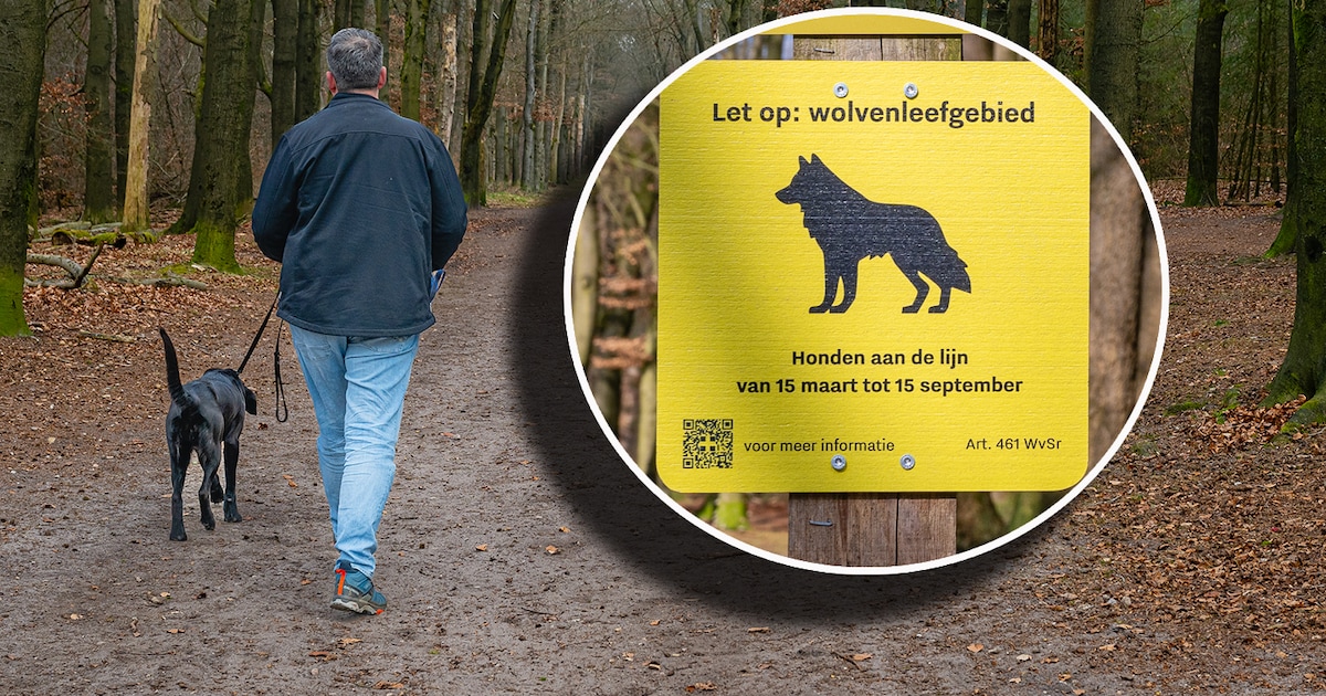 Nauwelijks incidenten meer met de wolf, maar toch wéér het hele jaar aanlijnplicht op de Utrechtse H