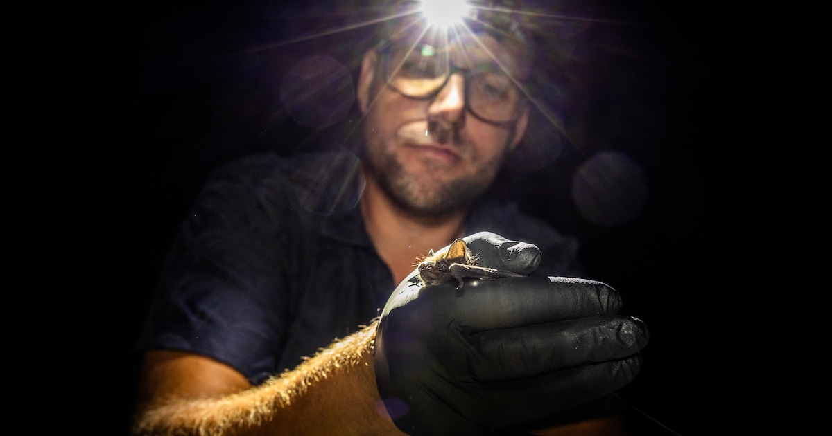 Gele hesjes speuren in de avonduren naar natuurleven in Haaksbergen