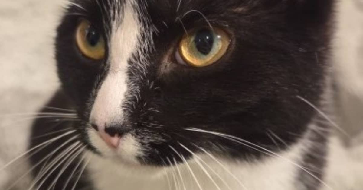 Heb jij Bodhi of Puma gezien? Deze twee huisdieren worden in Brunssum vermist