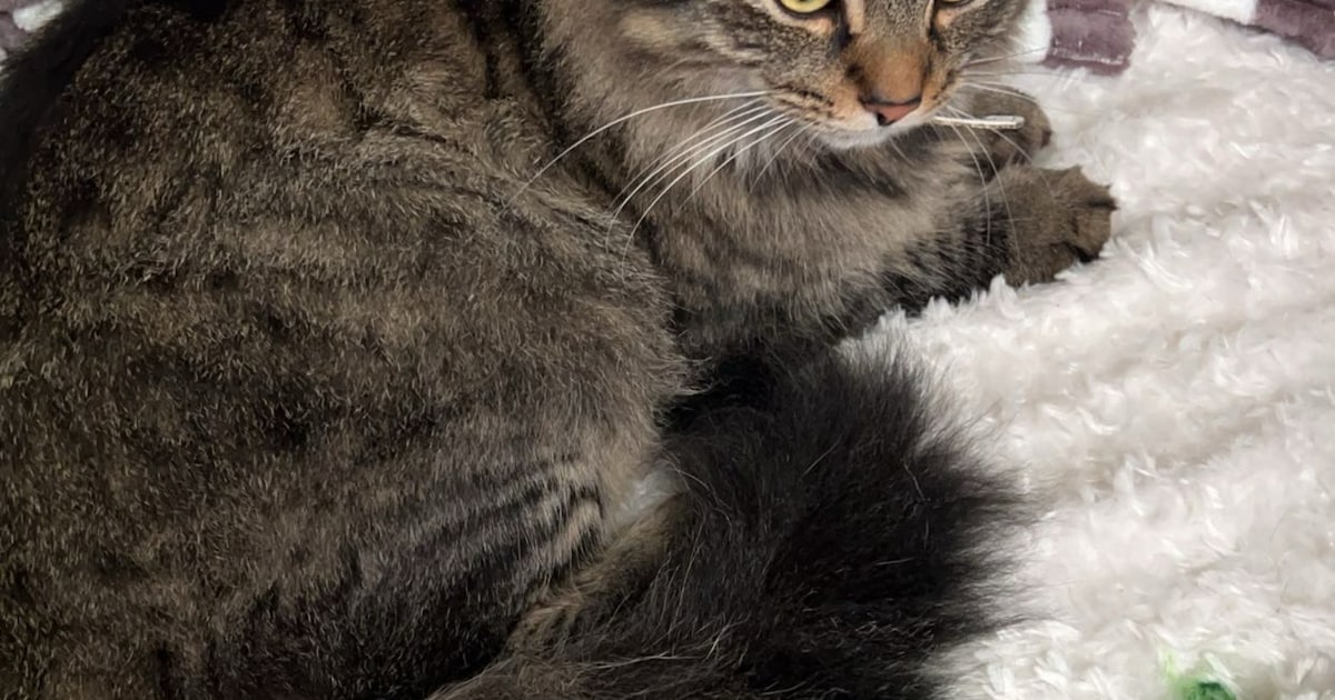 Heb jij Olaf, Jimmy of Felix gezien? Deze drie huisdieren worden in Dordrecht vermist