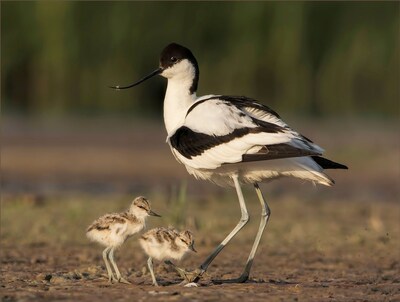 Op pad met een vogelgids bij excursie in Strijensas
