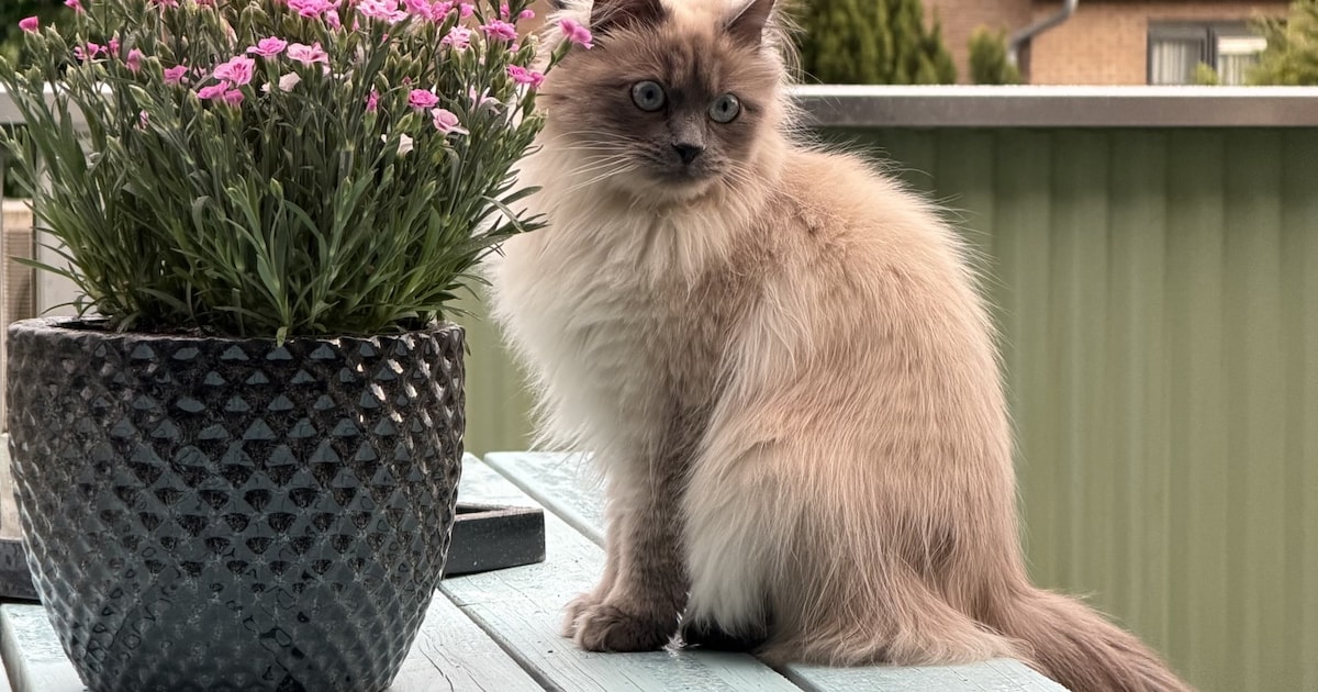 Heb jij Lou of Apollo gezien? Deze twee huisdieren worden in Ermelo vermist