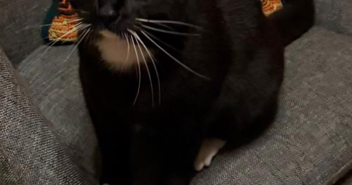 Heb jij Oasis of Socks gezien? Deze twee huisdieren worden in Heiloo vermist