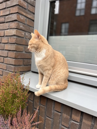 Heb jij Noga, Mila of Spencer gezien? Deze drie huisdieren worden in Arnhem vermist