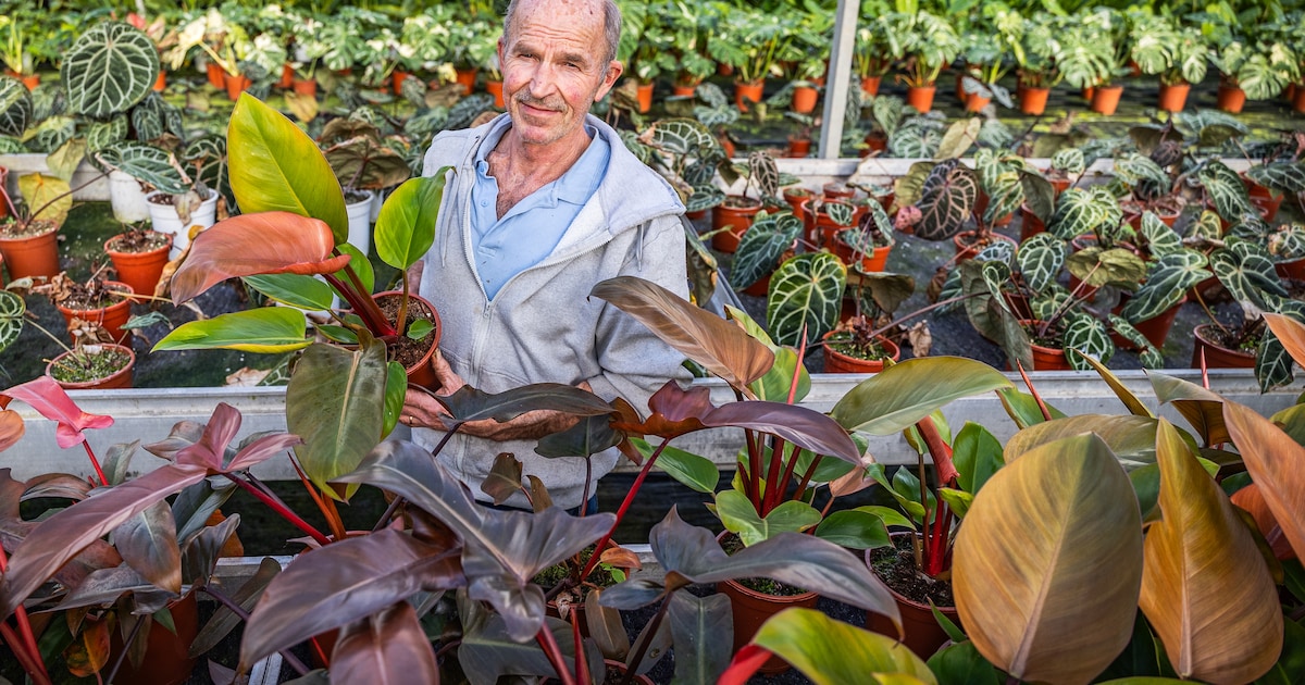 Brandbrief aan kabinet: plan btw-verhoging op planten en bloemen moet van tafel