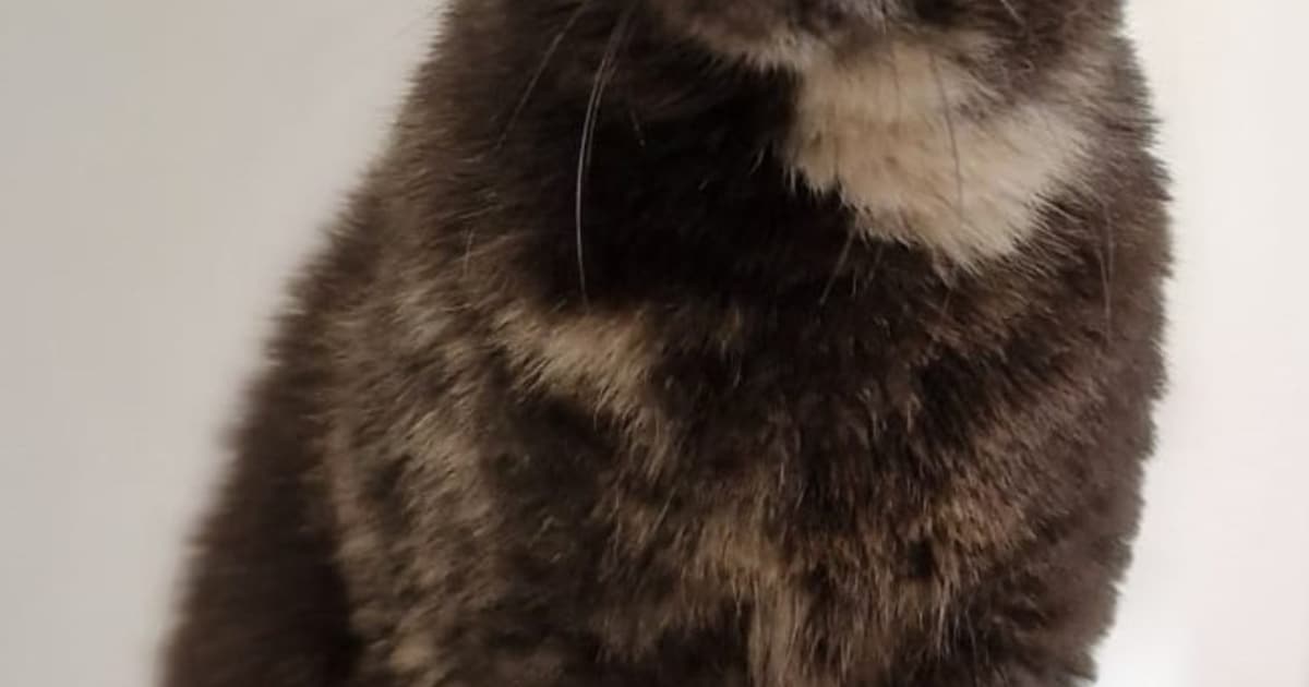 Heb jij Mees gezien? Dit huisdier wordt in Brummen vermist