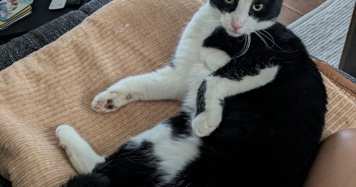 Heb jij Scout of Gray gezien? Deze twee huisdieren worden in Waddinxveen vermist