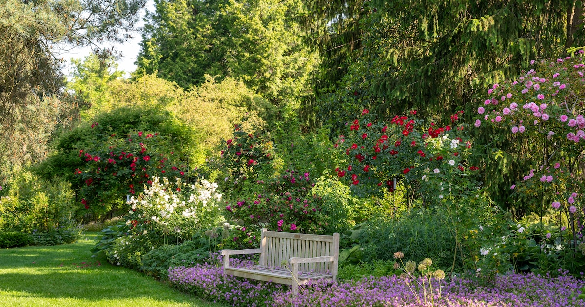 Bijzondere sierplanten in de spotlight tijdens divawandeling in het arboretum