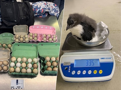 Een geluk bij een ongeluk: als de Douane verdachte eieren onderschept, komt dierentuin in actie