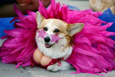 Rennen, ho maar: eigenwijze corgi’s gaan hun eigen gang tijdens jaarlijkse race in Litouwen