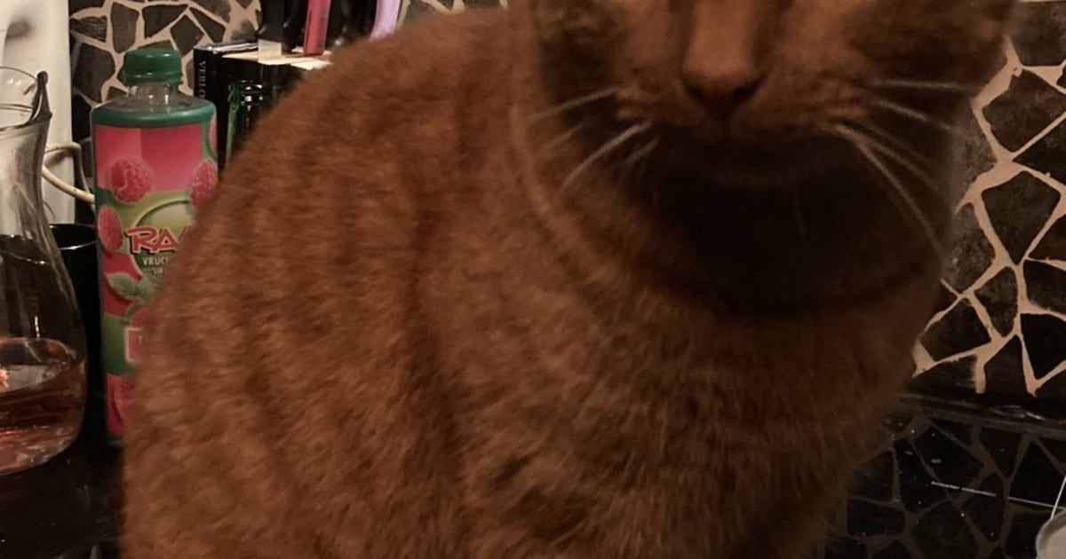 Heb jij Storm of Luna gezien? Deze twee huisdieren worden in Wijdemeren vermist