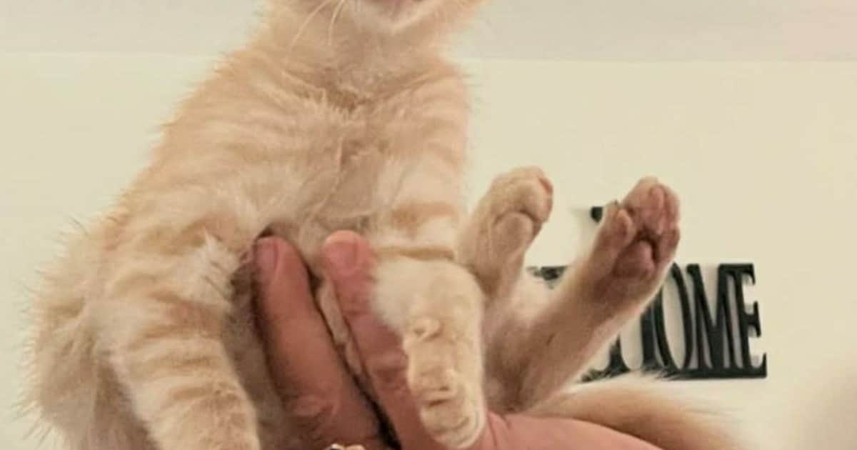 Heb jij Mimi, Lilly of Rooie roxy gezien? Deze drie huisdieren worden in Krimpenerwaard vermist