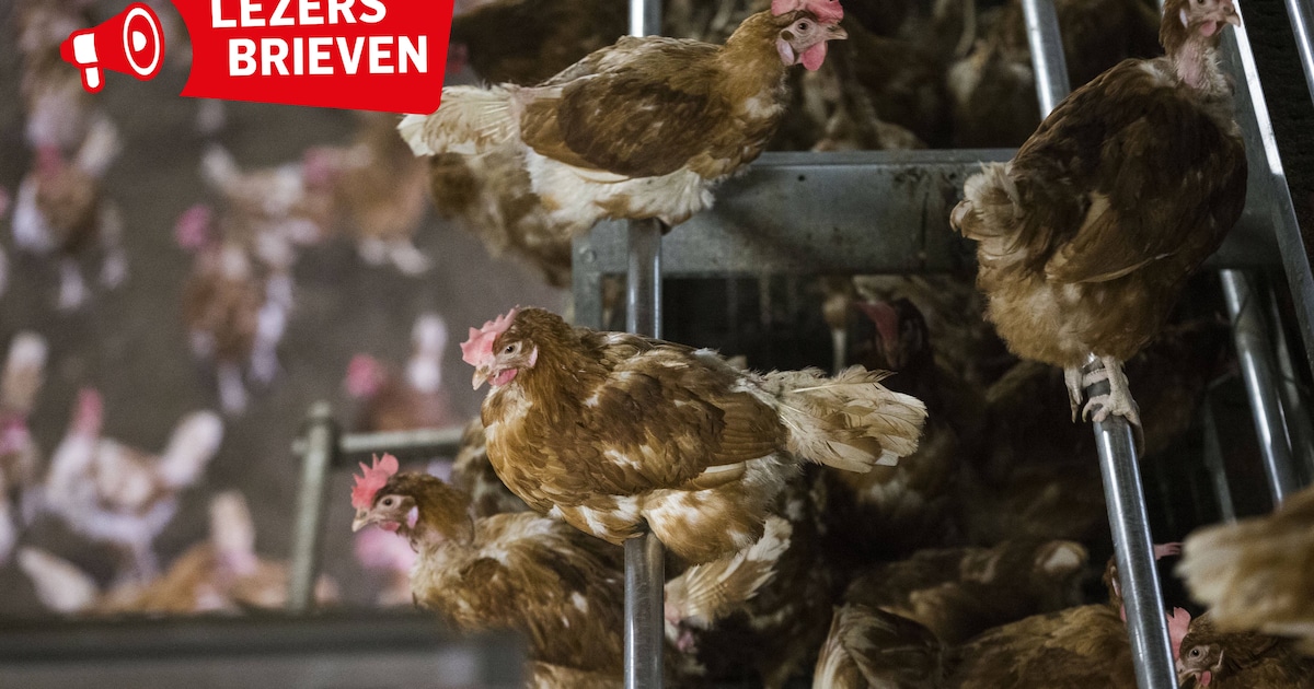 Reacties op vogelgriep: ‘Zo veel dieren bij elkaar, dat is toch vragen om problemen?’