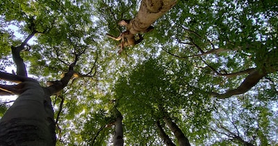 IVN houdt wandeling over bosgeheimen in Dieren
