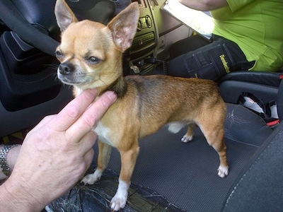Vrouw ziet hoe haar chihuahua voor haar ogen wordt doodgebeten: ‘Het hondje was kansloos’