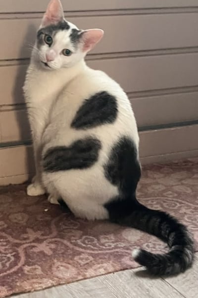 Heb jij Ted gezien? Dit huisdier wordt in Gouda vermist