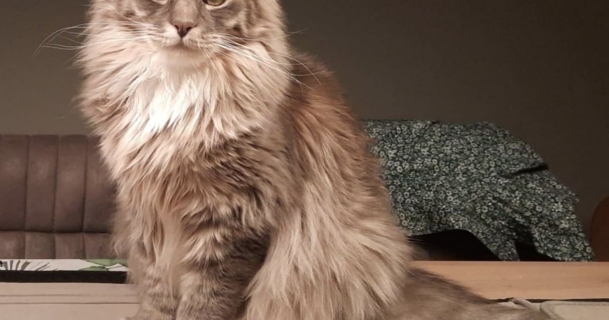 Heb jij Kotlet, Taco of Tebbie gezien? Deze acht huisdieren worden in Zwijndrecht vermist