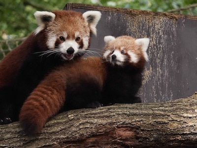 Rode pandajong geboren in DierenPark Amersfoort