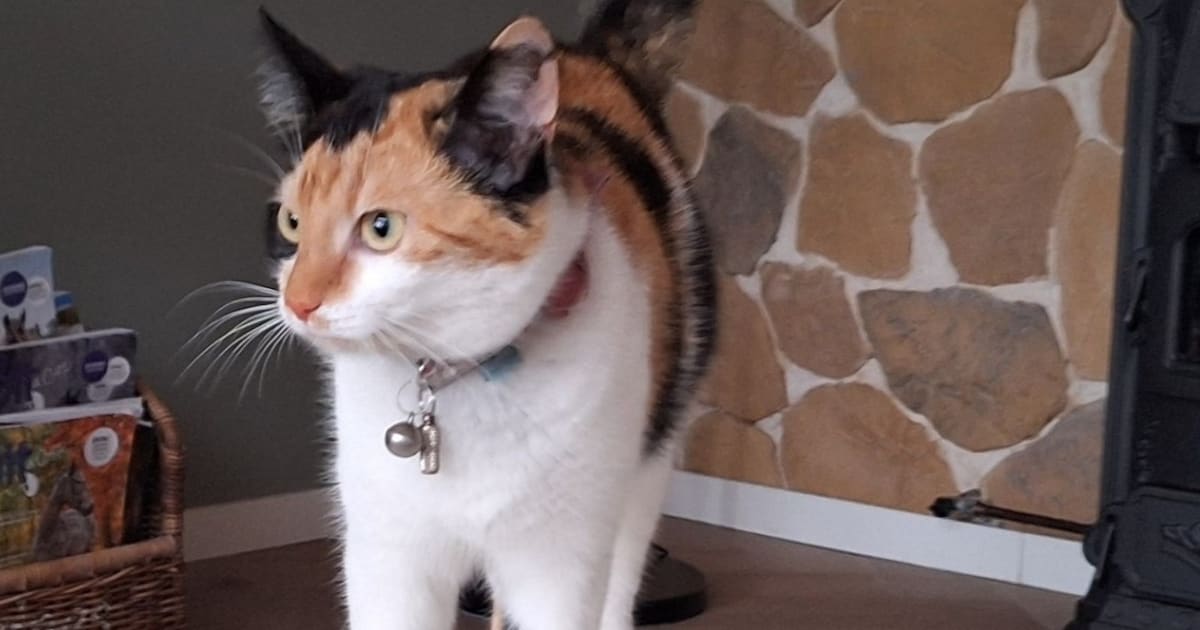 Heb jij Suzy gezien? Dit huisdier wordt in Neder-Betuwe vermist