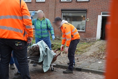 Varken met overgewicht duikt op bij ontruimen huis in Rijen, dierenambulance komt met brancard