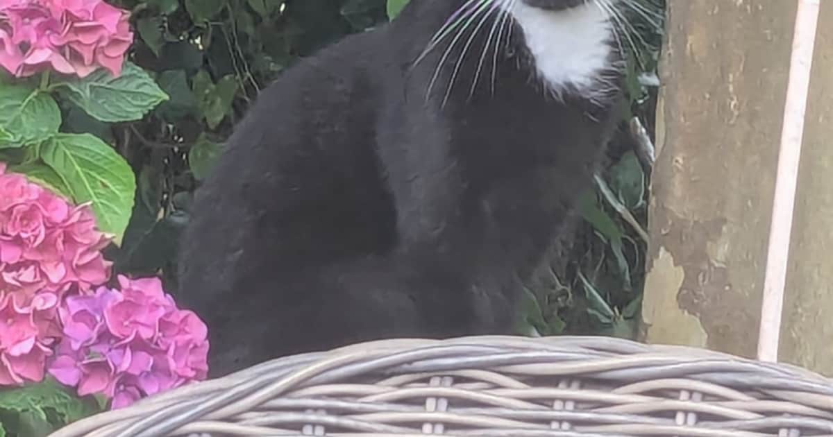 Heb jij Charly of Max gezien? Deze twee huisdieren worden in Olst-Wijhe vermist