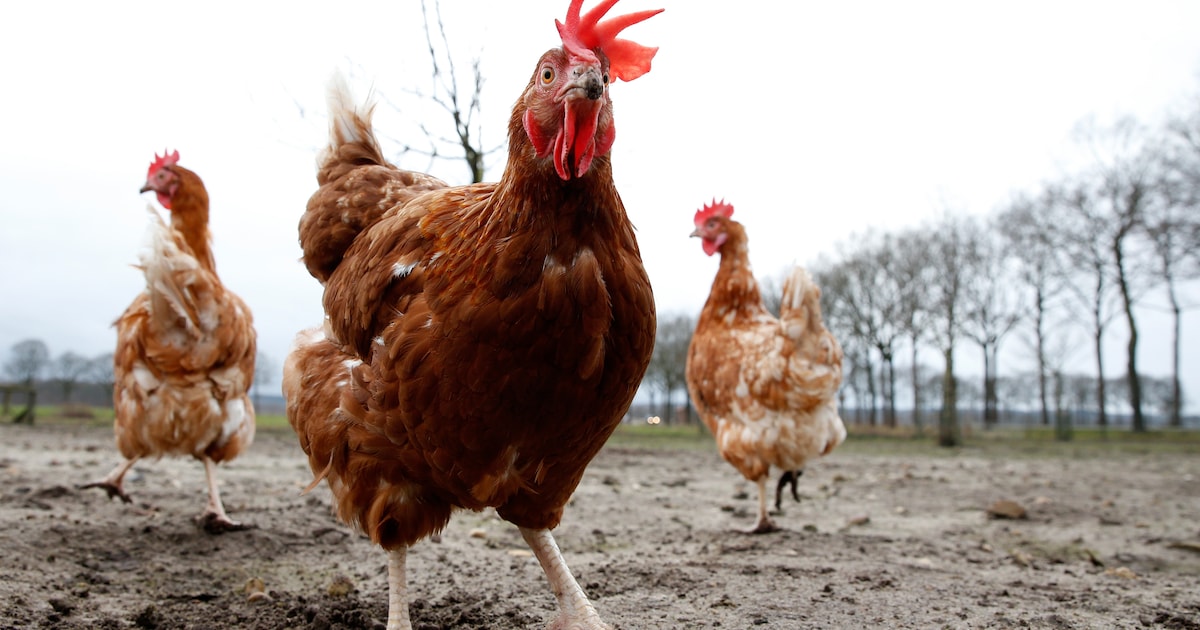 Vogelgriep vastgesteld in Gorinchem