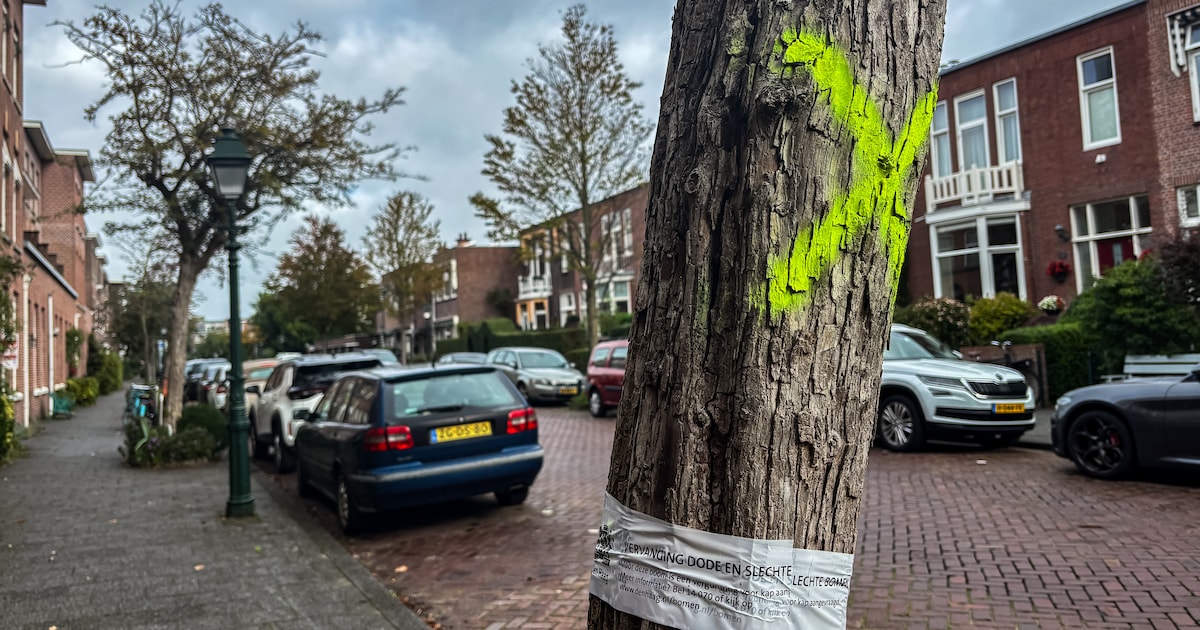 Gemeente Soest haalt 67 dode en slechte bomen weg