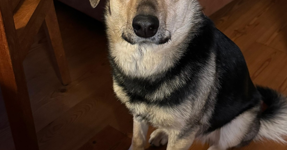 Heb jij Barney gezien? Dit huisdier wordt in Vaals vermist