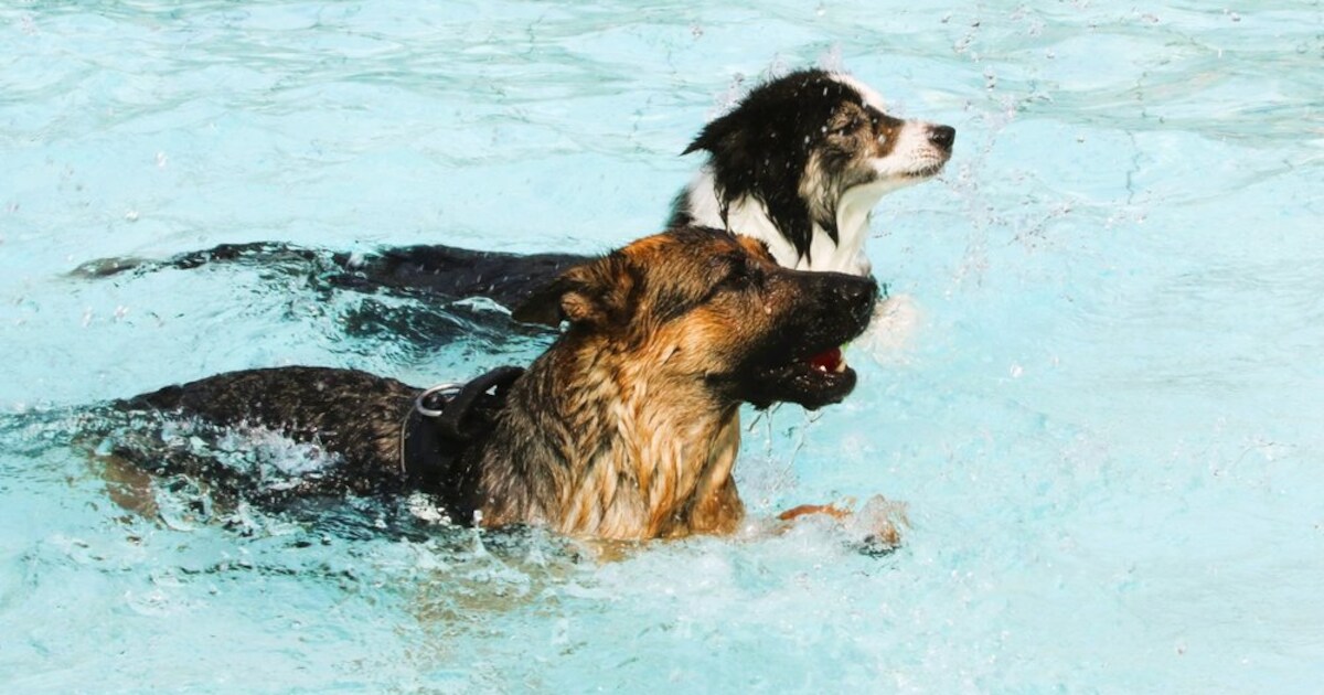 Honden zwemmen in buitenbad in Oosterhout