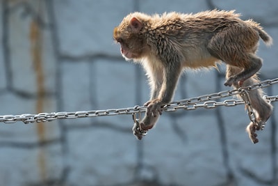 Wereldberoemd aapje Punch wordt 1 en krijgt duizenden verjaardagskaartjes uit de hele wereld