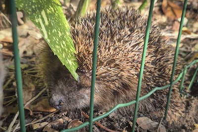 Verzwakte egel overlijdt, andere egel gered uit gaas in een tuin